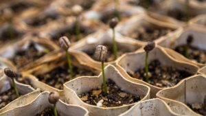 seedling-growing-production-nursery-help